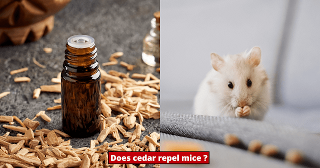 does-cedar-repel-mice