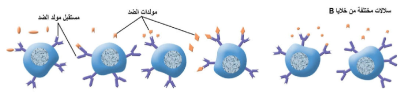 الشكل 21 - 12: سلالات مختلفة من خلايا B تحمل مستقبلات مولدات الضد القادر كل منها على التعامل مع واحد من أنواع عديدة من مولدات الضد، الأمر الذي يعطي نوعية وشمولية لجهاز المناعة.