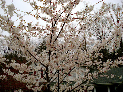 japanese maple tree meaning. japanese maple tree meaning.