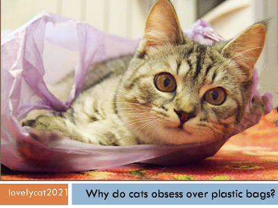 Why do cats obsess over plastic bags?