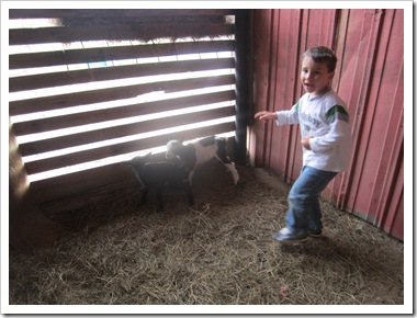 goats 024