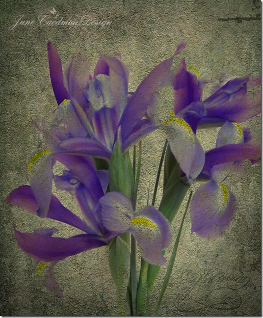 Iris_Love2