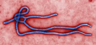  OMS intensifica esforços para conter surtos de Ebola na Guiné e República Democrática do Congo