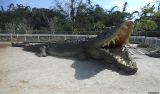 penangkaran buaya , predator fun park malang