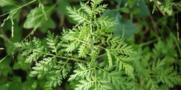 Benefits of Artemisia Annua for Health