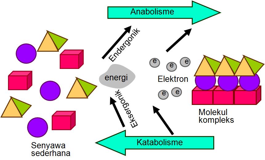 Metabolisme  Biohikmah