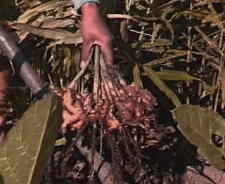 Image of Rhizome being Harvested