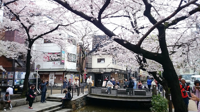 Japan cherry blossoms
