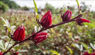 efek samping bunga rosella,cara pengolahan bunga rosella,cara menanam bunga rosella,bunga rosella ungu,manfaat bunga rosella,khasiat teh bunga rosella,bunga rosella dan manfaatnya,bunga rosella,