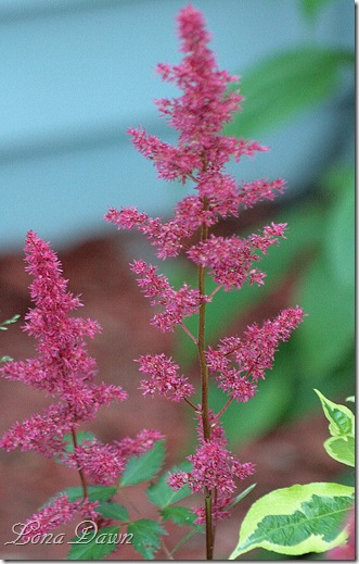 Astilbe_Red2