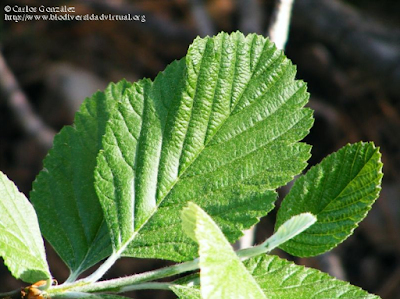 http://www.biodiversidadvirtual.org/herbarium/Sorbus-aria-(L.)-Crantz-img277884.html