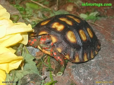 Preciosa cría de Chelonoidis carbonaria 