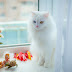 Benarkah Kucing Putih Dan Matanya Biru Itu Tuli