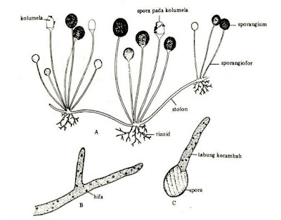 Rhizopus