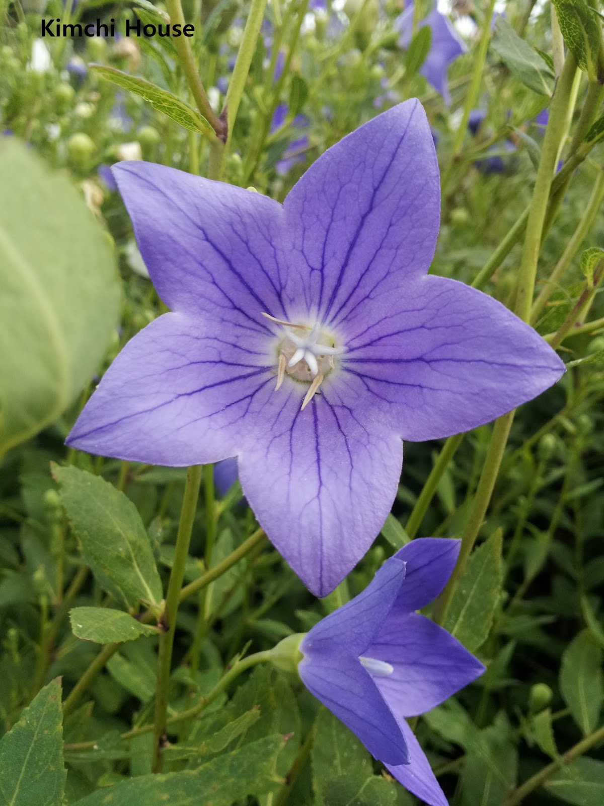 Kimchi House Flowers Of Doraji Chinese Bellflower 桔梗花 도라지꽃 Kimchi House Flowers Of Doraji Chinese Bellflower 桔梗花 도라지꽃