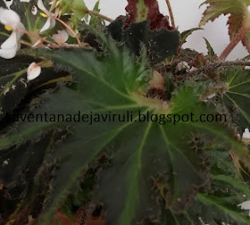 hoja-begonia-breakdance