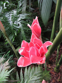 Orchids, National Orchid Garden, Singapore