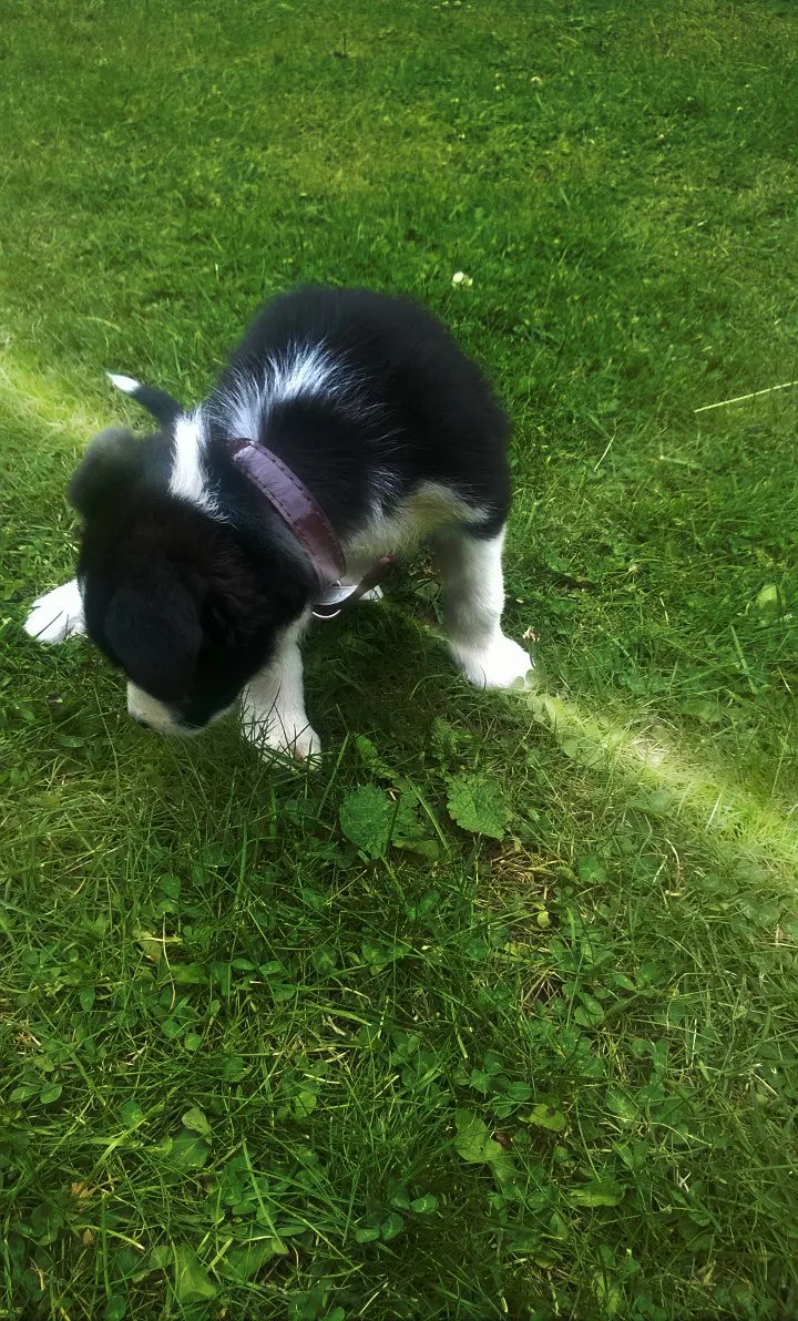 Mollie And The Butterfly