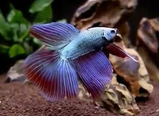 10 Fakta Menarik Perihal Ikan Cupang (Betta Sp.)