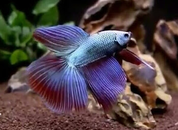 10 Fakta Menarik Perihal Ikan Cupang (Betta Sp.)