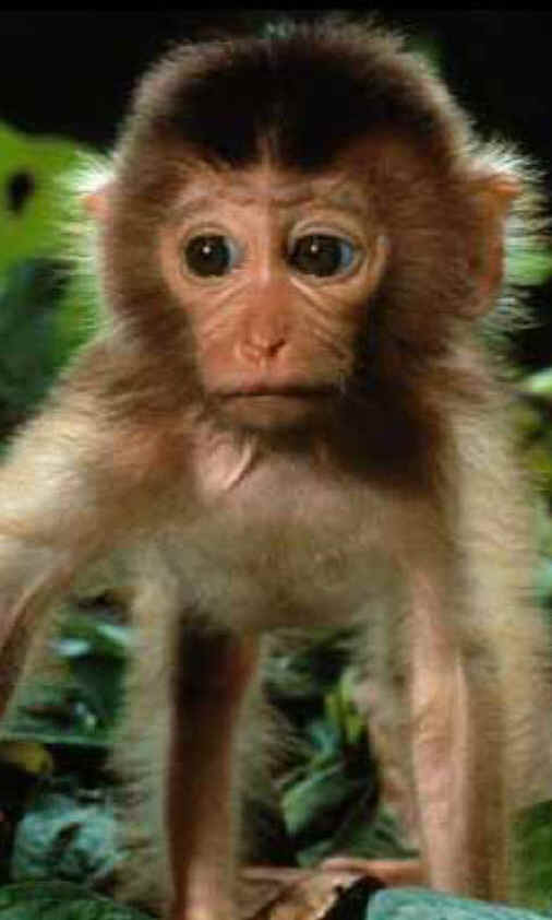 Baby Monkey