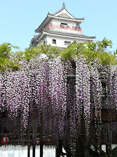 唐津城、紫藤花 Karatsu Castle, Whisteria