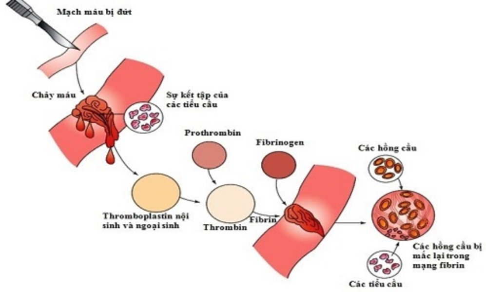 Nồng độ Fibrinogen huyết tương có ý nghĩa gì?  Vinmec
