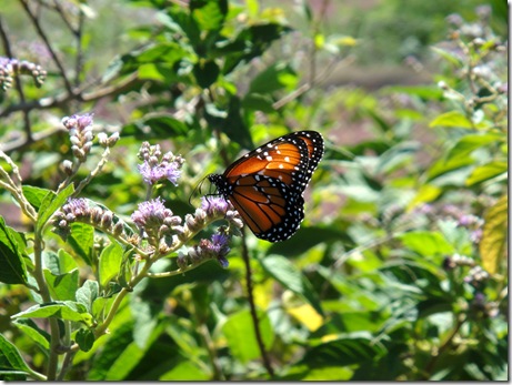 butterfly 4-a