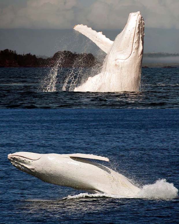 Albino Humpback whale - 28 Awe Inspiring Photos That Prove Just How Cool Mother Nature Is