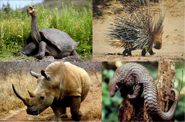 Escudos, lanzas y armaduras. Conchas, púas, cuernos y escamas son empleadas por muchos animales para defenderse pasiva o activamente de sus depredadores.