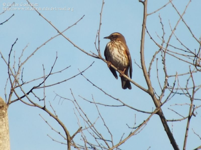 http://www.biodiversidadvirtual.org/aves/Turdus-iliacus-img64617.html