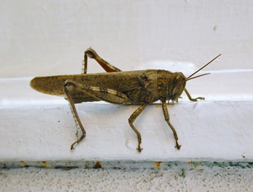 Locusta2