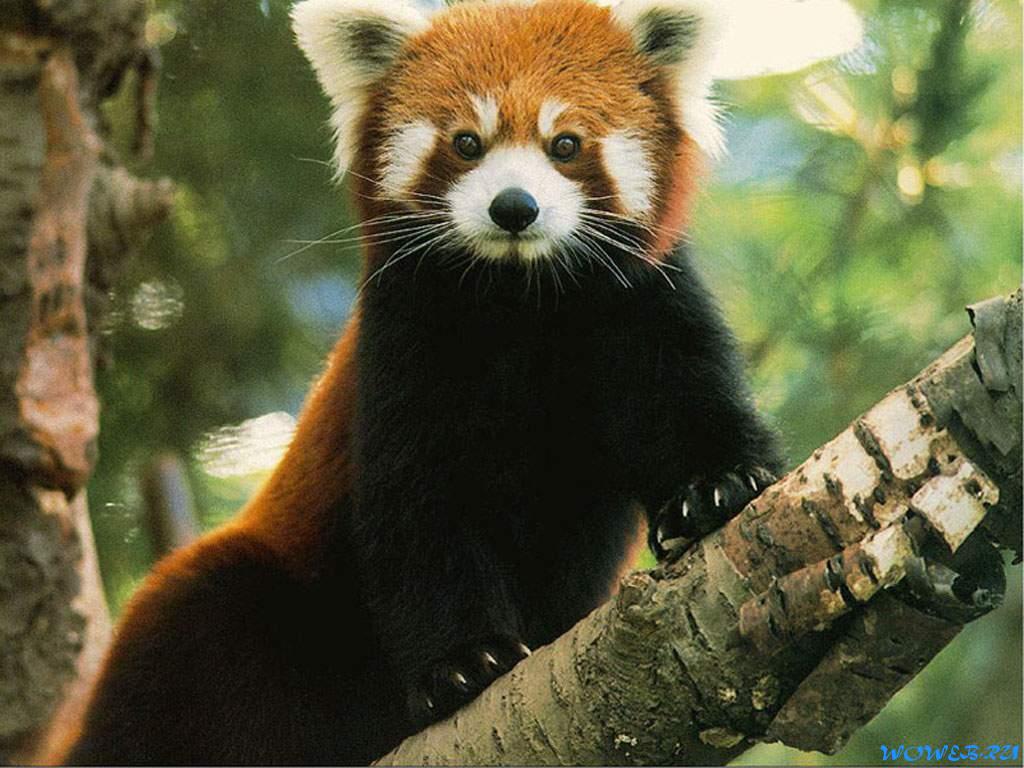 Red Panda