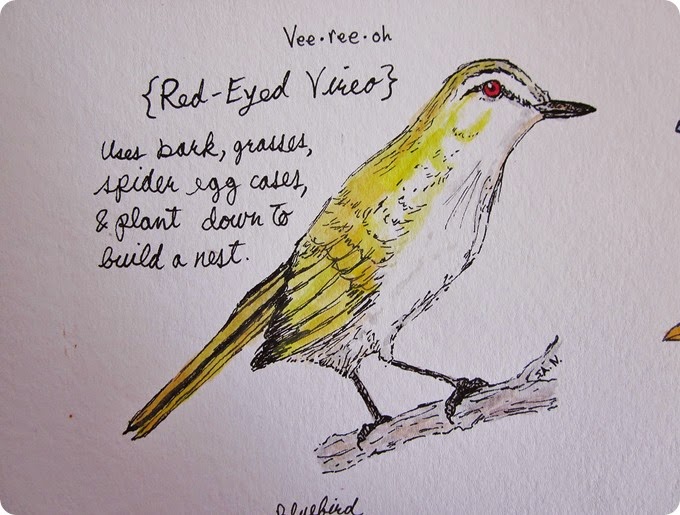 cats, dad's b-day, pavlova, bird paintings 061