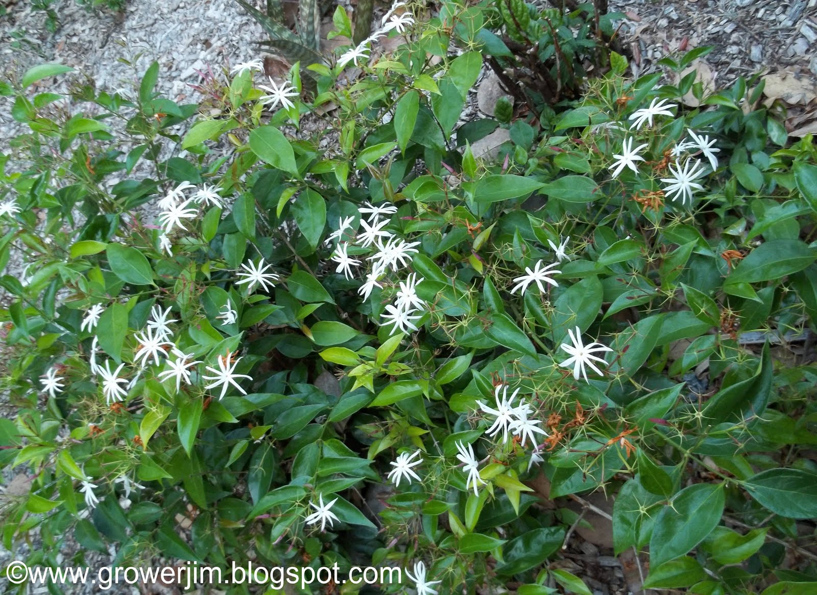 Shade Plants For Southern Florida Pictures to Pin on ...