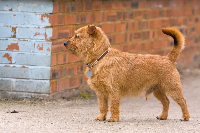Vira Lata Caramelo: O Cão mais querido do Brasil.