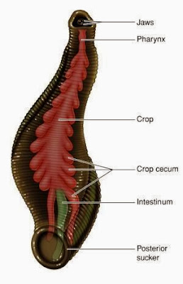 structure leech