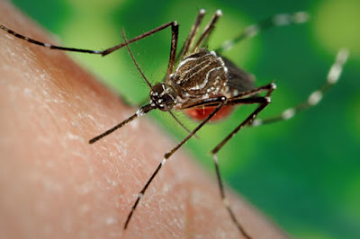 Zika-virus-monza-ospedale-san-gerardo