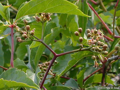 Девичий виноград прикреплённый / Девичий виноград садовый (Parthenocissus inserta)