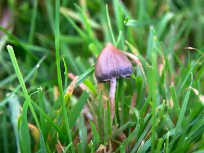 Using Mushroom For Addiction