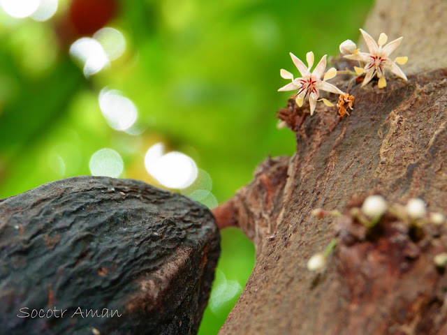 Theobroma cacao