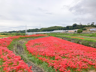 矢勝川の彼岸花 愛知県半田市