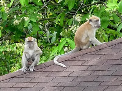 Long-tailed macaques (Macaca fascicularis)