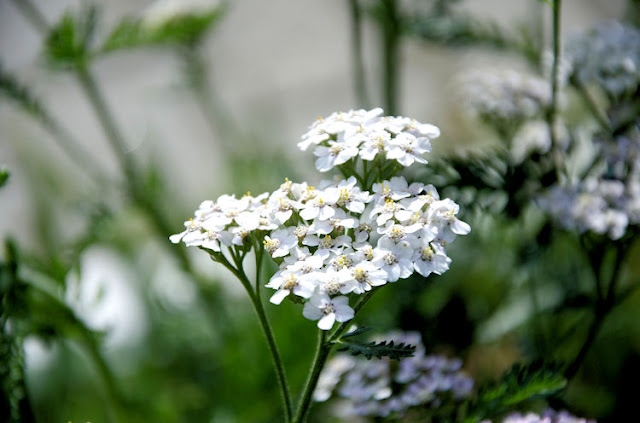 Yarrow Flowers