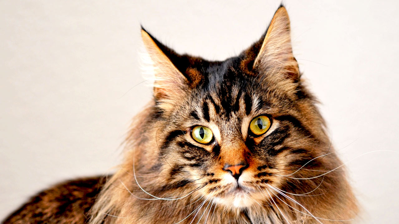 maine coon cloné