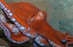 Giant Pacific Octopus