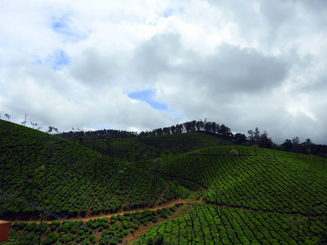 There is no such thing as too much tea | Valparai (May 2016)