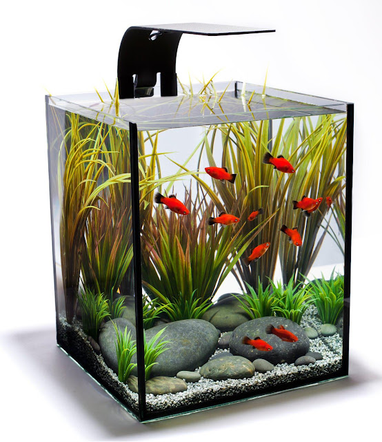 Small Aquarium Fish For Beginner Best Living Home Inspiration