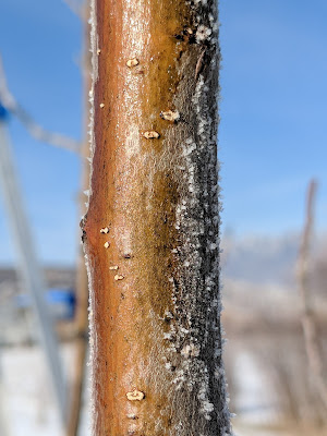 Southern Exposure on an Apple Branch