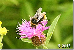 IMG_8819
